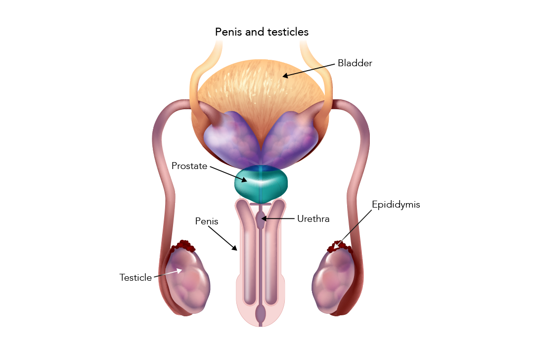 Puberty My Doctor Online